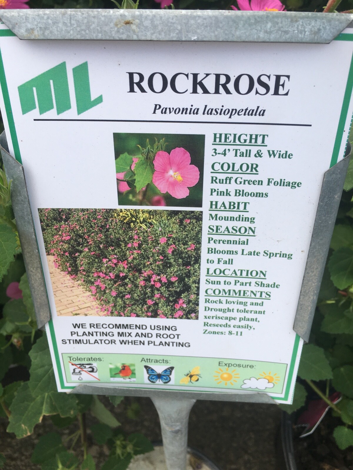 75 Rock Rose Pavonia Seeds Pavonia lasiopetala  EXTRA Seeds Included