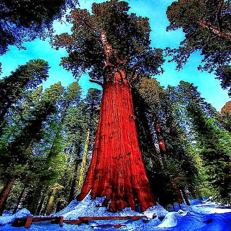 California Coast Redwood Seeds Giant Sequoia Bonsai “TALLEST TREE in the WORLD!”