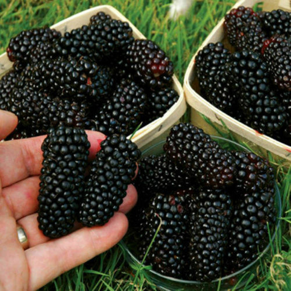 100 Pc Giant Thornless Blackberry Seeds Fruit Vegetable Seed Home Garden Plant