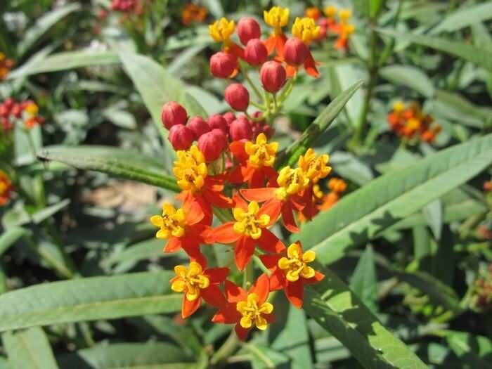 Milkweed TROPICAL Bloodflower Asclepias Monarch Butterfly Host Plant 100 Seeds