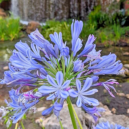 blue Lily of the Nile 100 seeds. Agapanthus. EZ to grow, hardy too zone 7. USA.