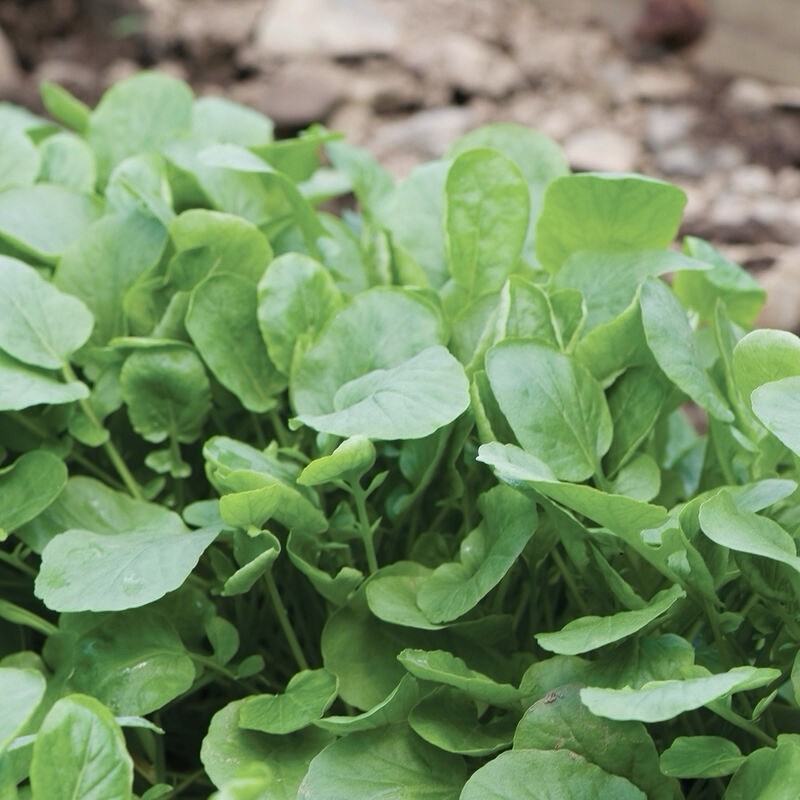 600 Upland Cress Seeds | Non-GMO, Heirloom Upland Cress Herb Seeds, USA Seller