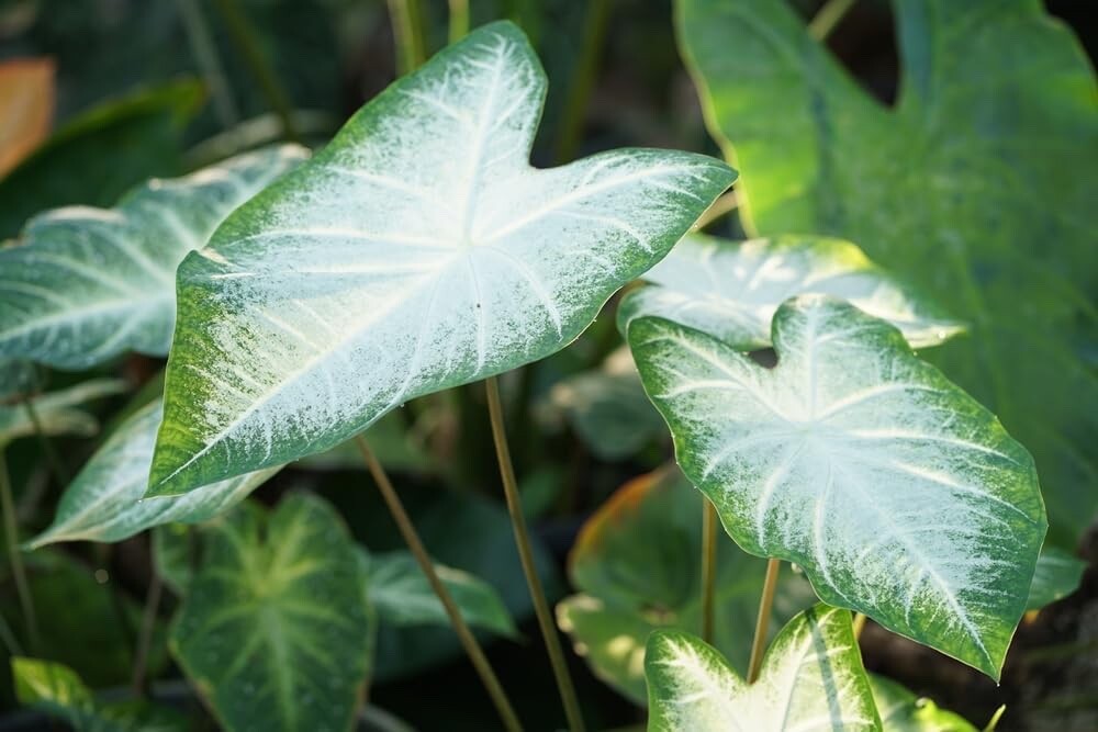 Aaron Caladium Bulbs for Planting – Perennial Hosta, Elephant Ears, Fancy