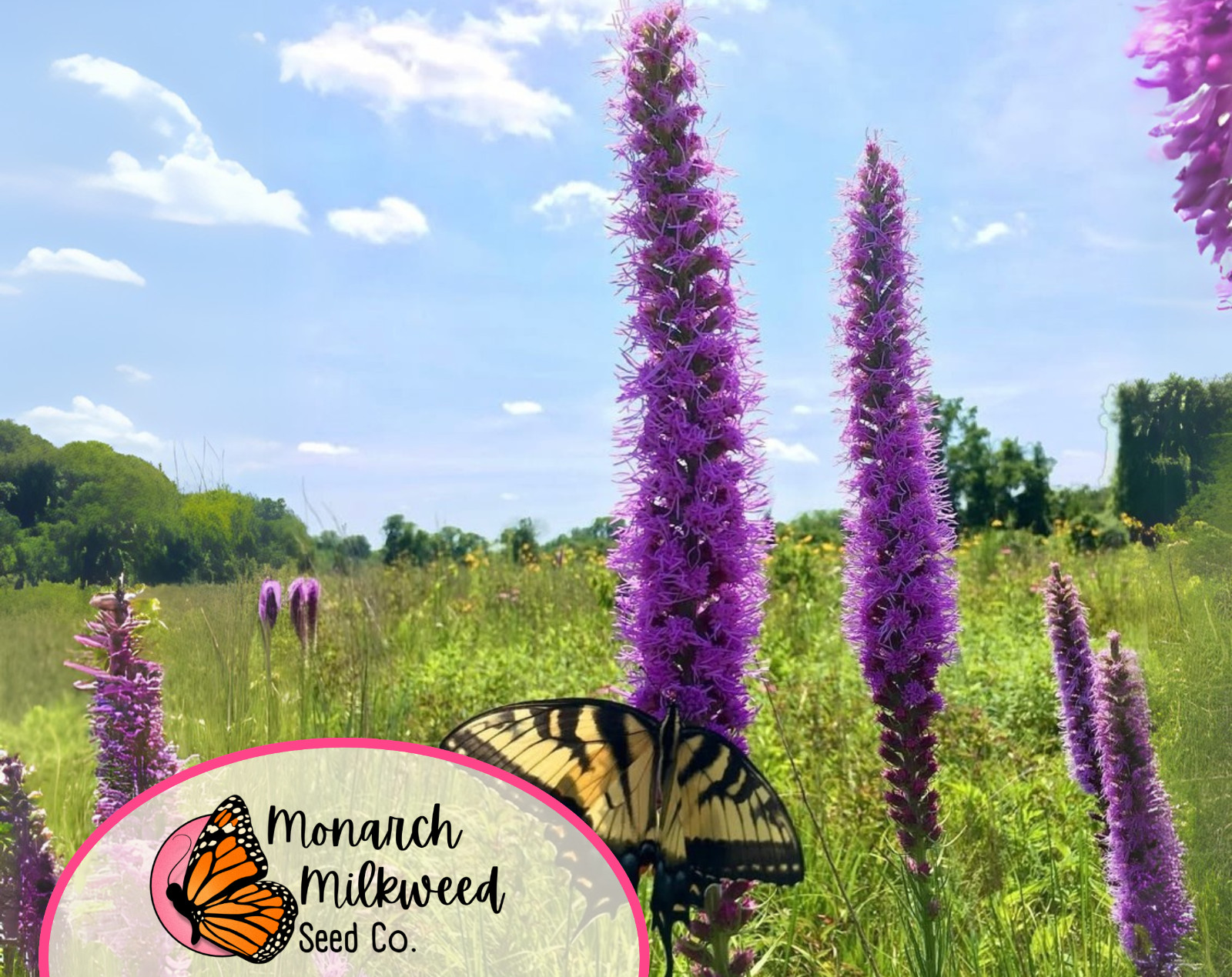 500+ Marsh Blazing Star Seeds | Native Wildflowers, Liatris spicata, Gayfeather