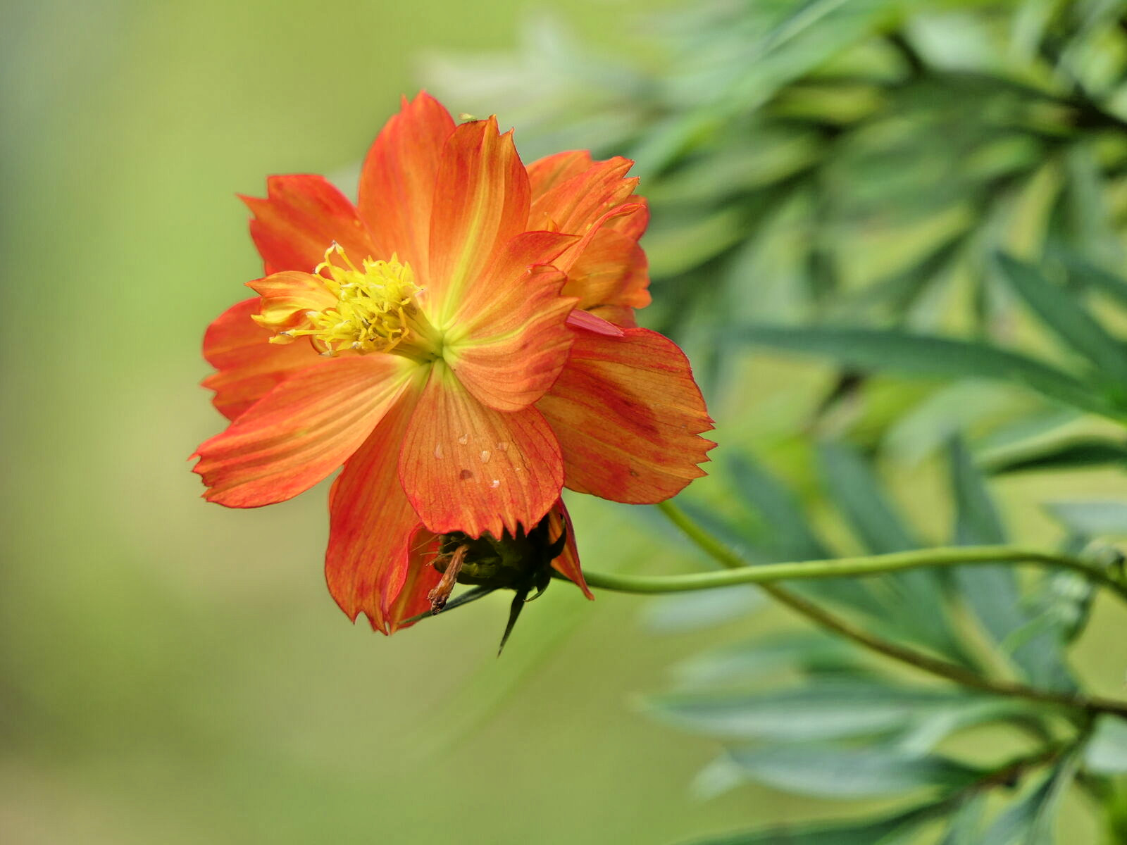 800 DOUBLE ORANGE COSMOS Seeds (Cosmos sulphureus) Annual Flower House Plant