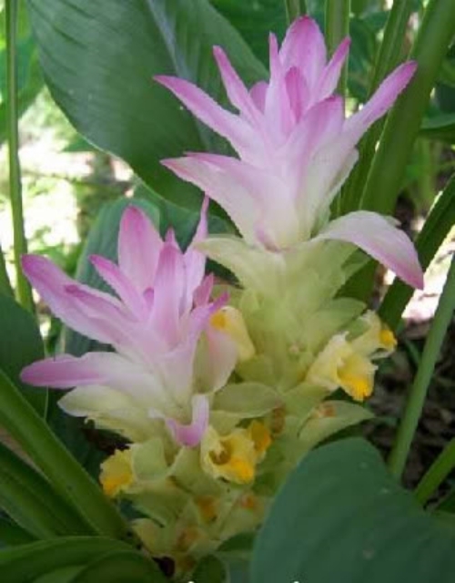 Ginger Curcuma Petiolata Hidden Pink Flowering 1 Plant Start Rhizome Easy Grow