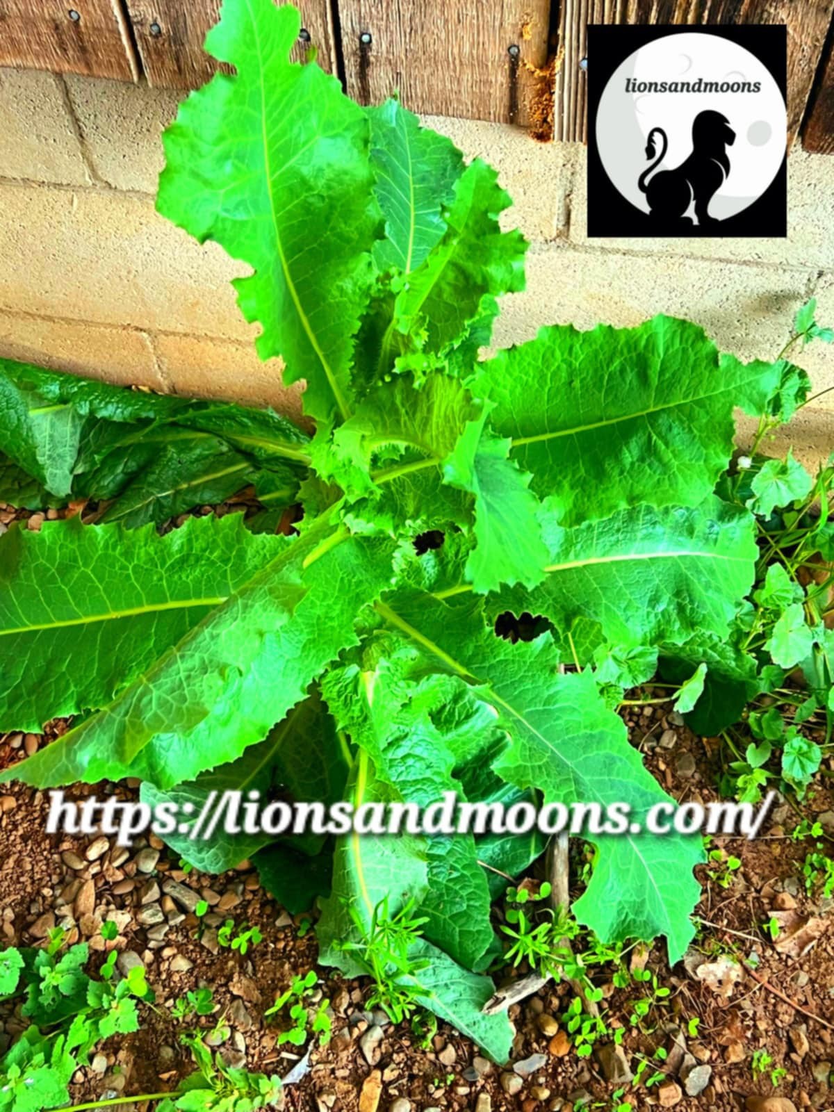 Wild Lettuce Lactuca virosa Seeds Bulk Medicinal Homegrown Herbalist Ships Fre