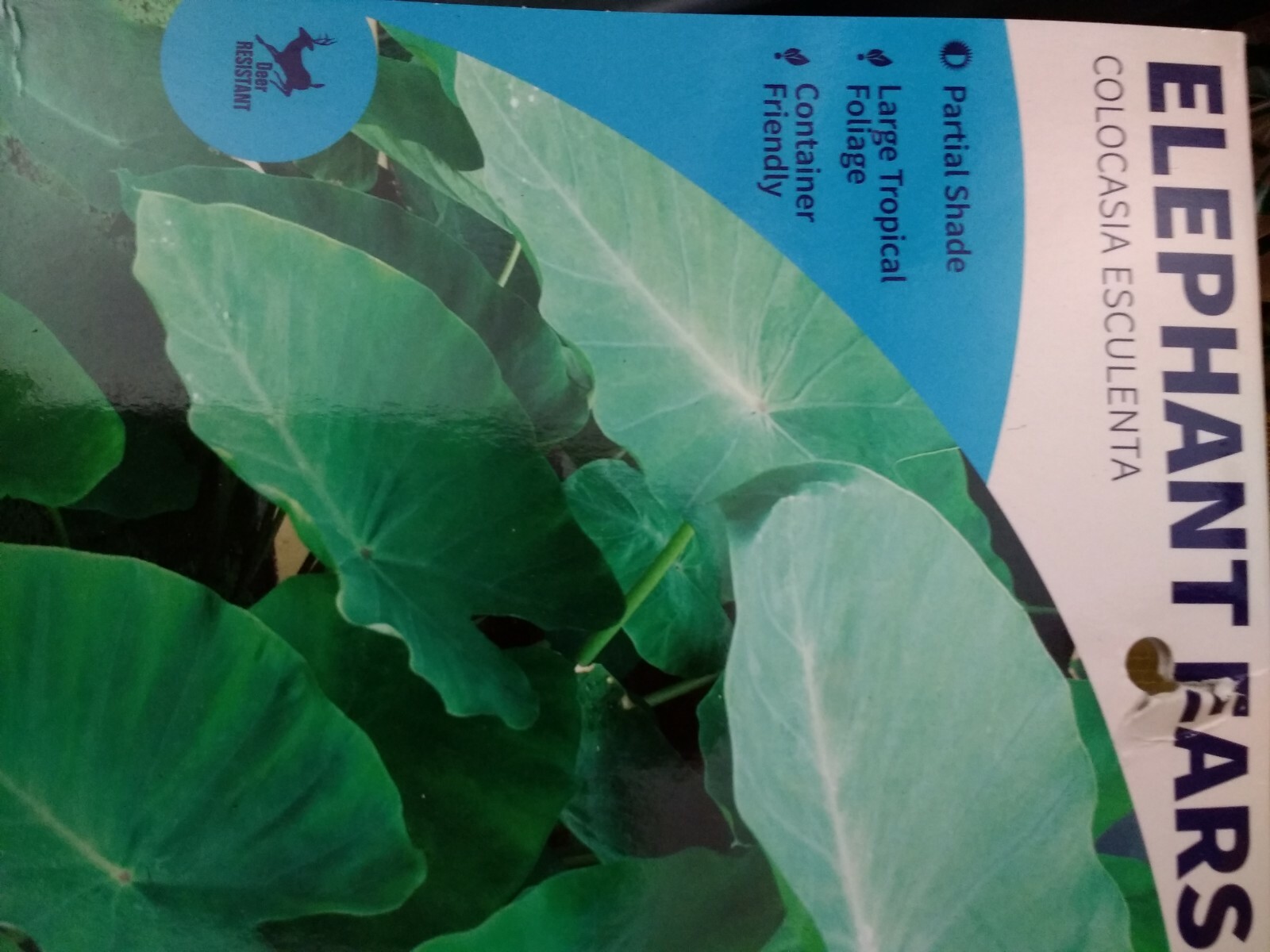 Taro (Colocasia esculenta) — Also called Elephant Ear Buy one get one for good