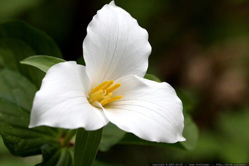 2 Wild Woodland White TRILLIUM Native plant~Woodland gardens