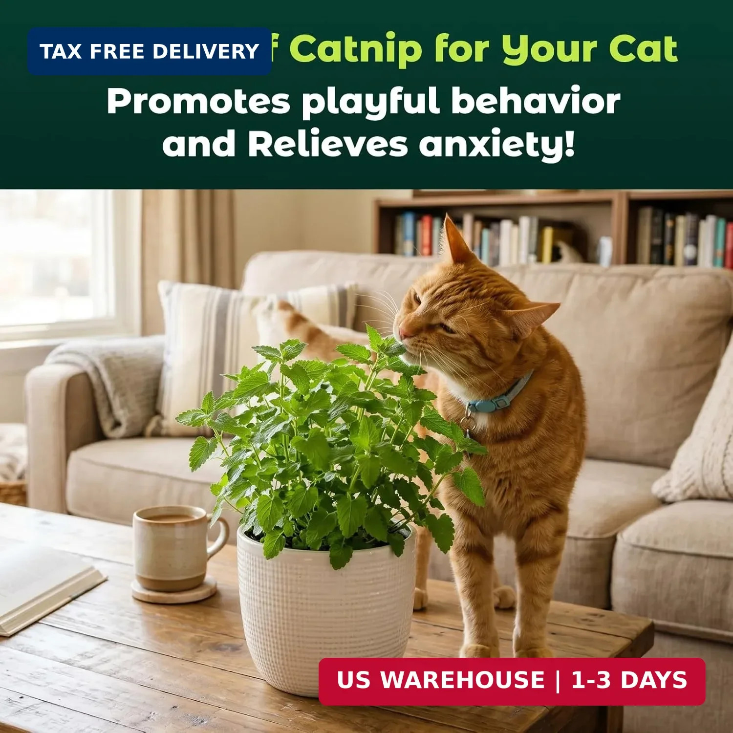 2300 Catnip Seeds for Planting Indoors & Outdoors – Premium Non-GMO Herb Cat Nip