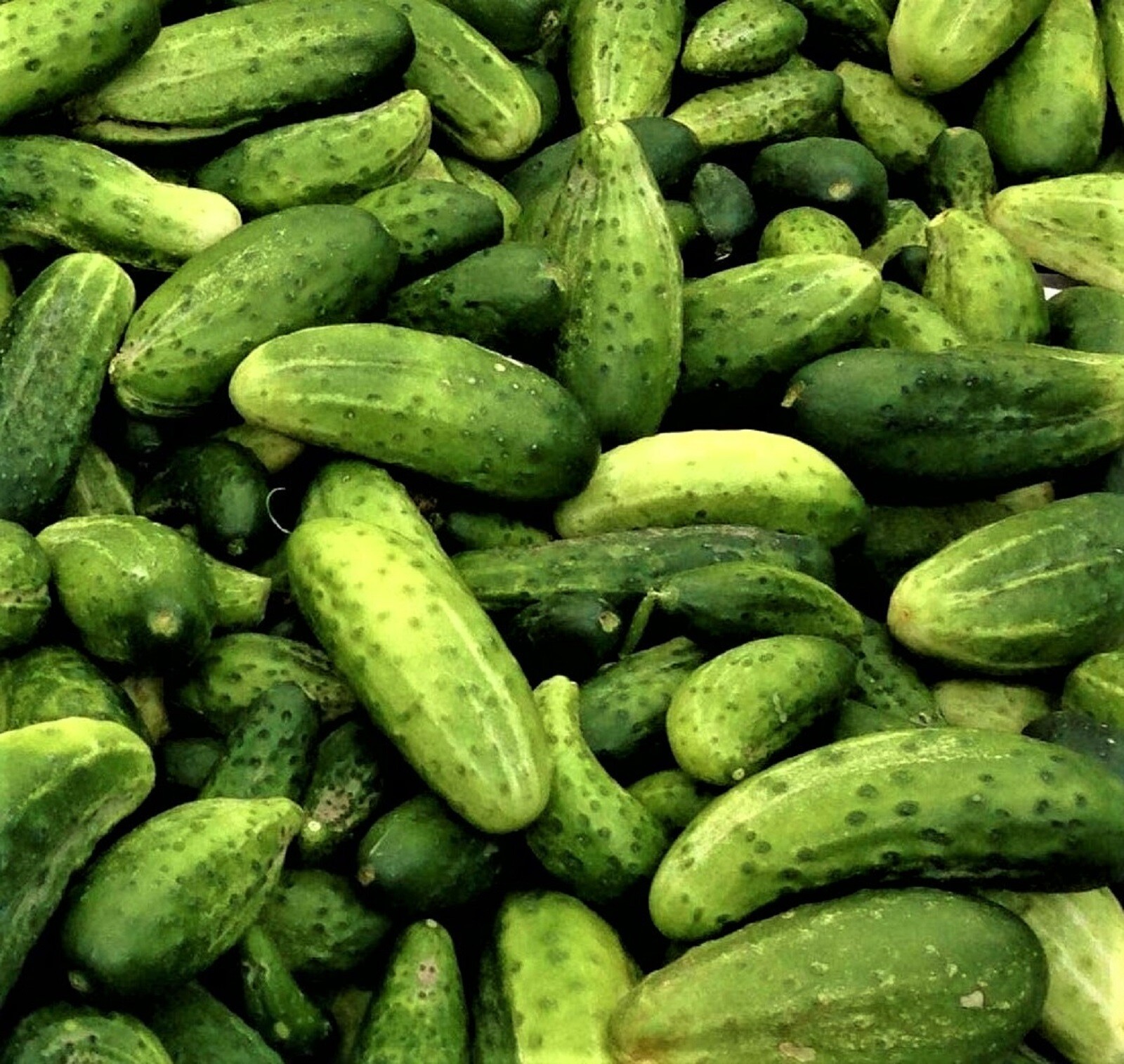 Boston Pickling Cucumber Seeds NON-GMO 60+ SEEDS –BUY 4 ITEMS FREE SHIPPING