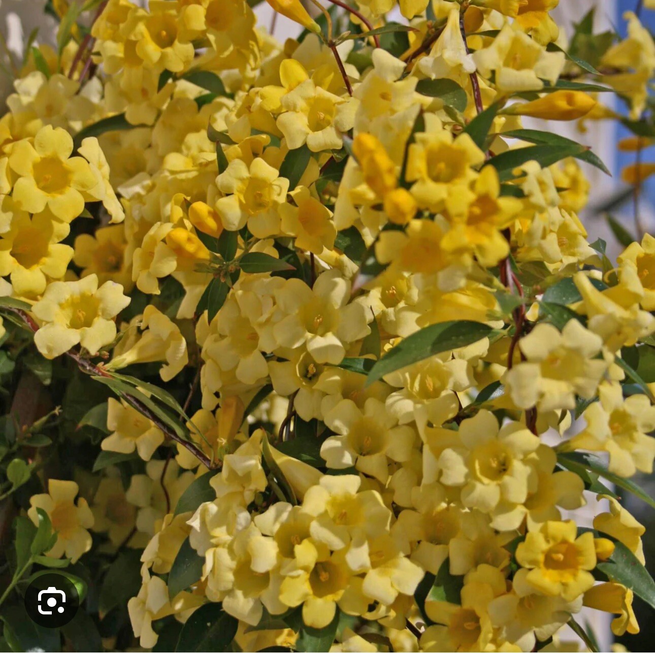 MARGARITA CAROLINA JESSAMINE~Yellow Jasmine~Gelsemium sempervirens~STARTER PLANT