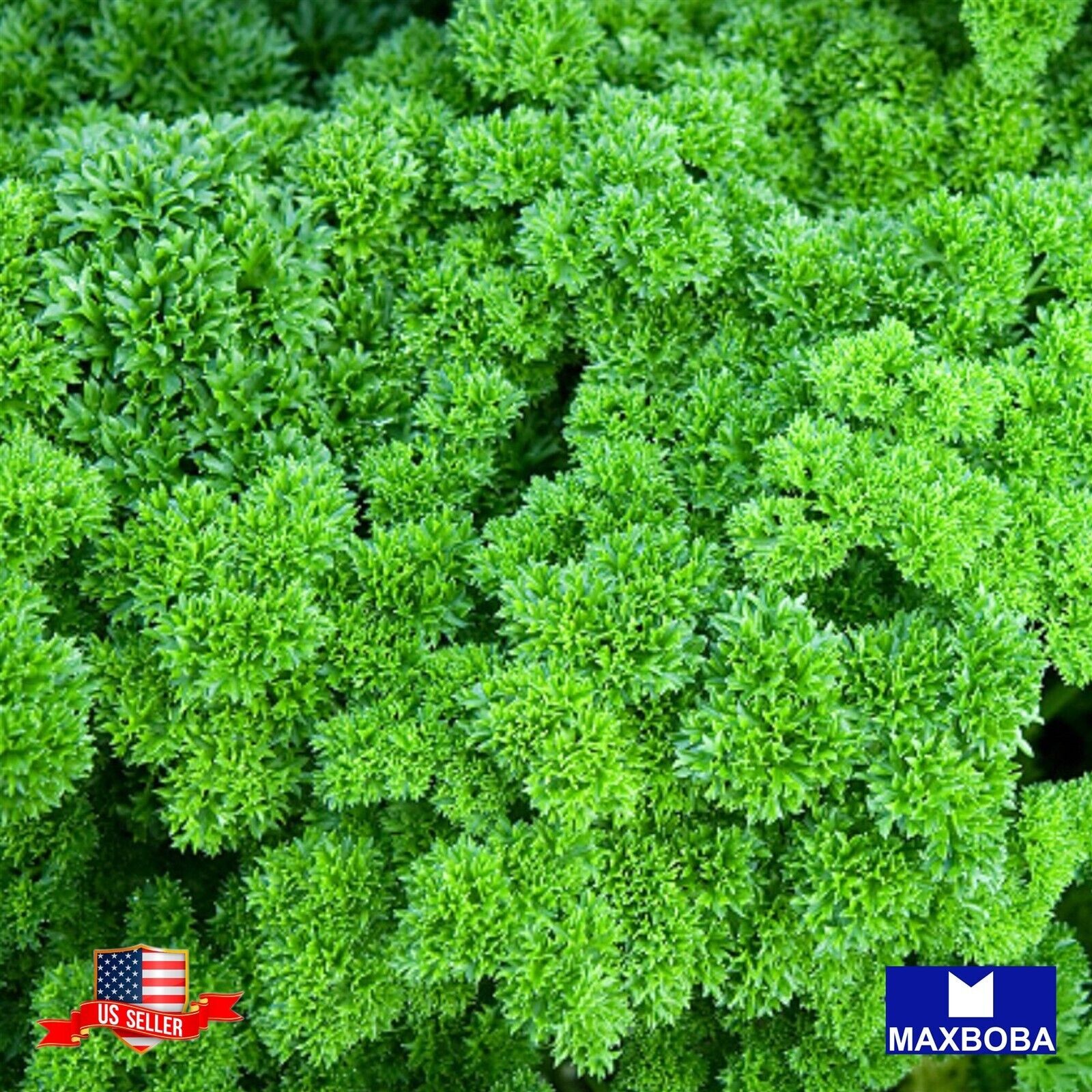 Premiun 44800 Fresh Curled Parsley Triple Moss Non-GMO Heirloom