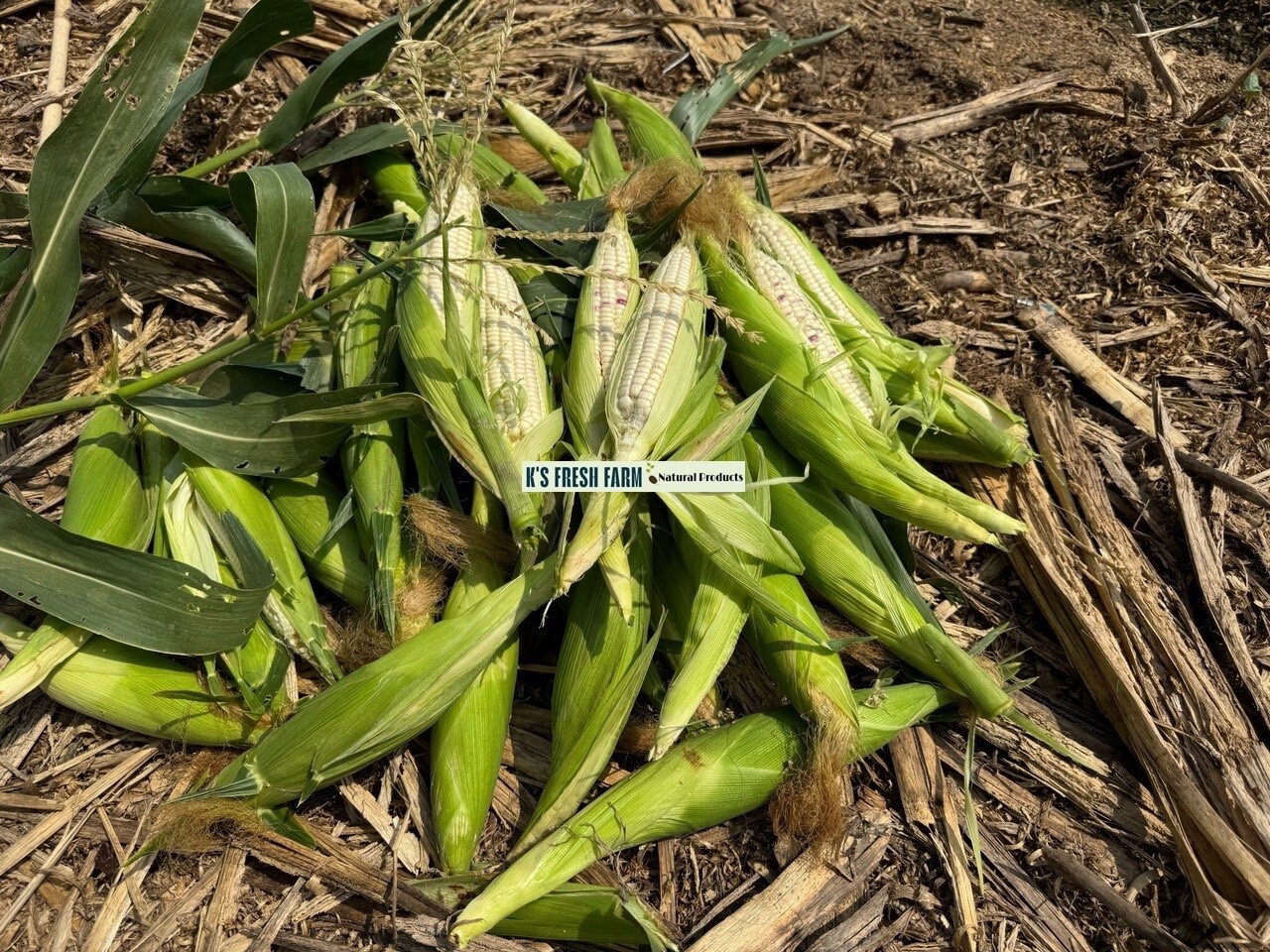 WHITE WAXY CORN SEEDS – HẠT BẮP NẾP TRẮNG (40+ PCS)