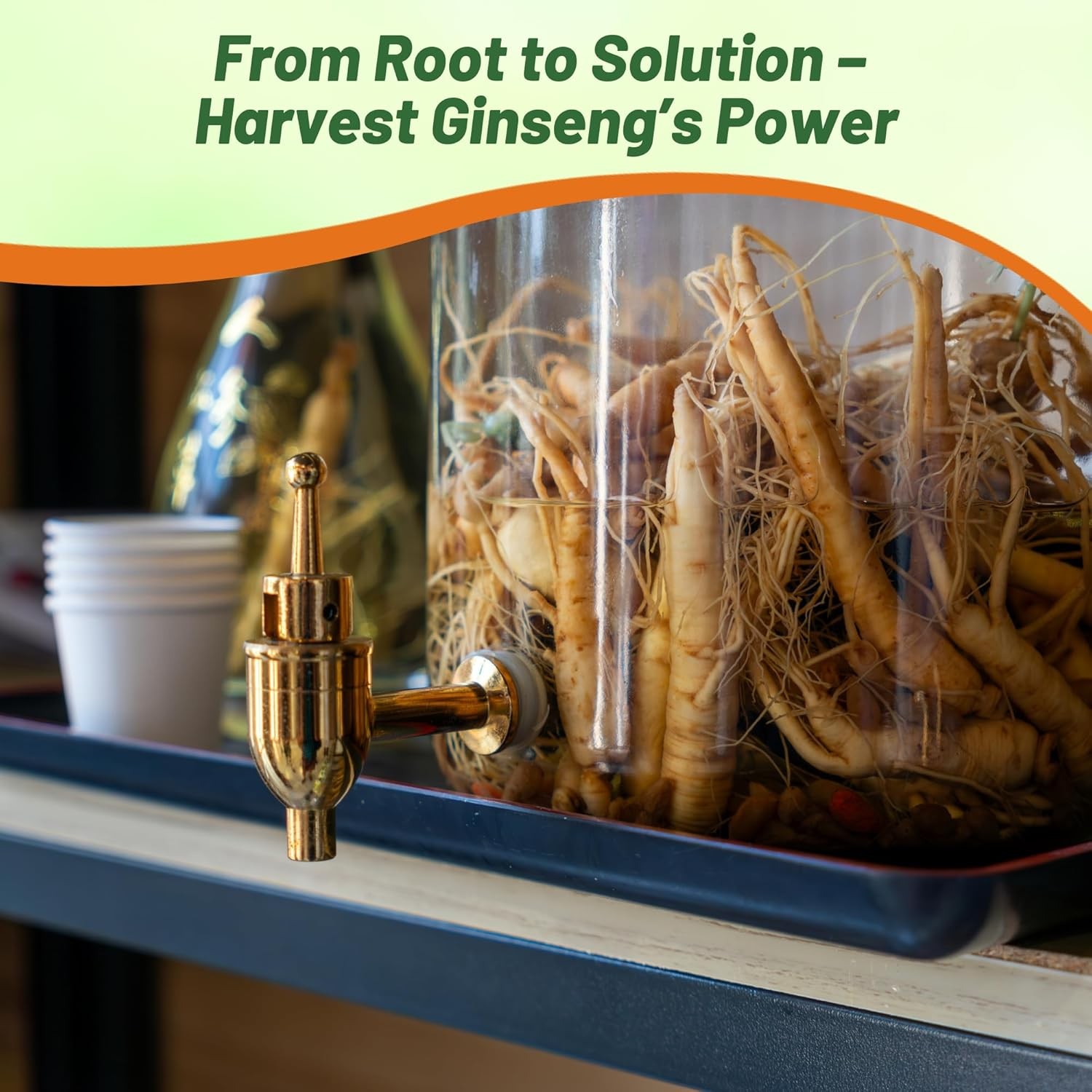 10 Seeds Panax Ginseng Herb Seeds – Medicinal Plants