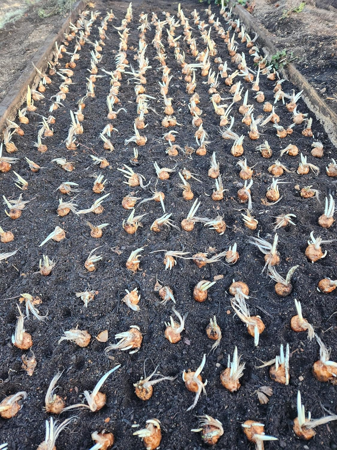 3 Saffron Sativus Crocus Corms – Huge 10+ Cm Corms for Planting – Saffron Crocus