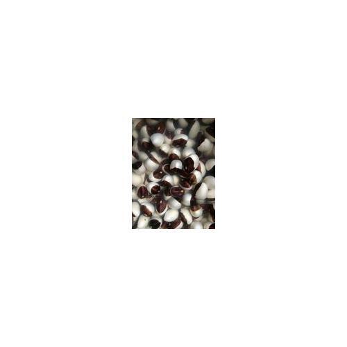 Bean Calypso Great Heirloom Garden Vegetable By Seed Kingdom 25 Seeds