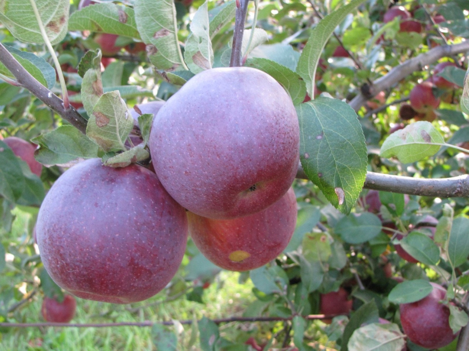 Empire Apple grafted 5x5x12 inches pot size 1 year old
