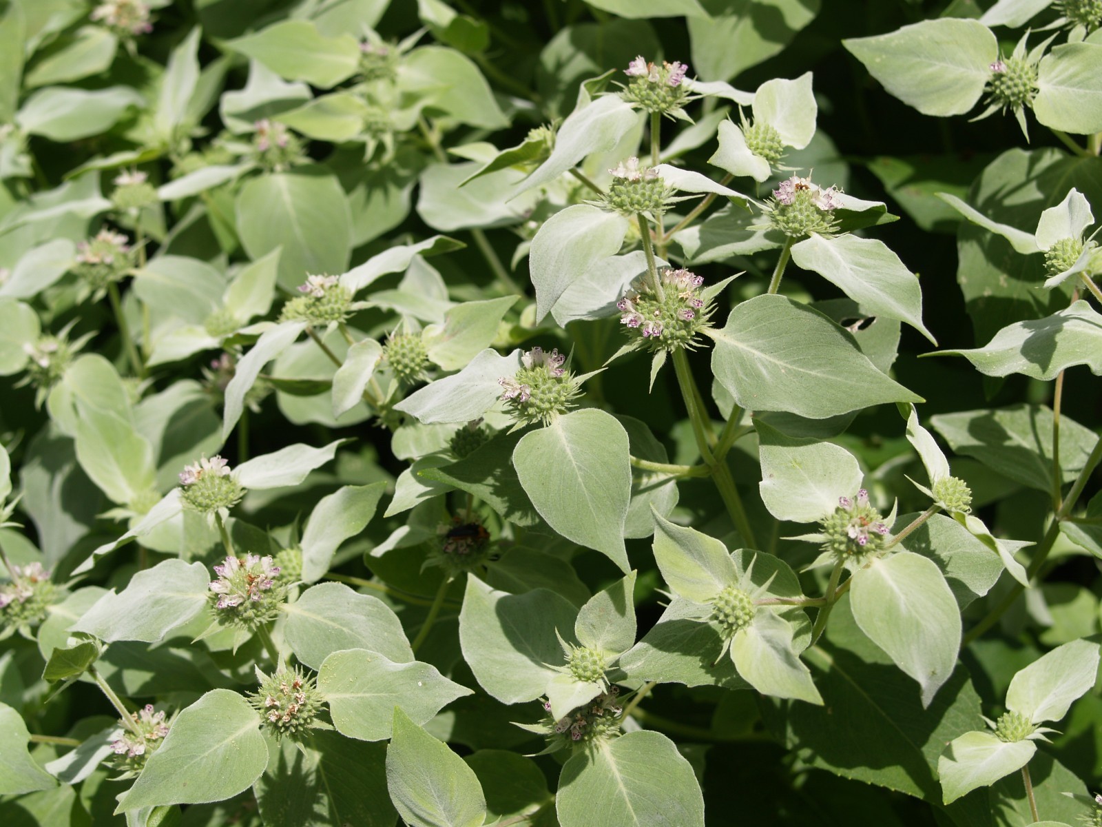 MOUNTAIN MINT * 1000 SEEDS * RARE * HERB * MEDICINAL * AROMA *