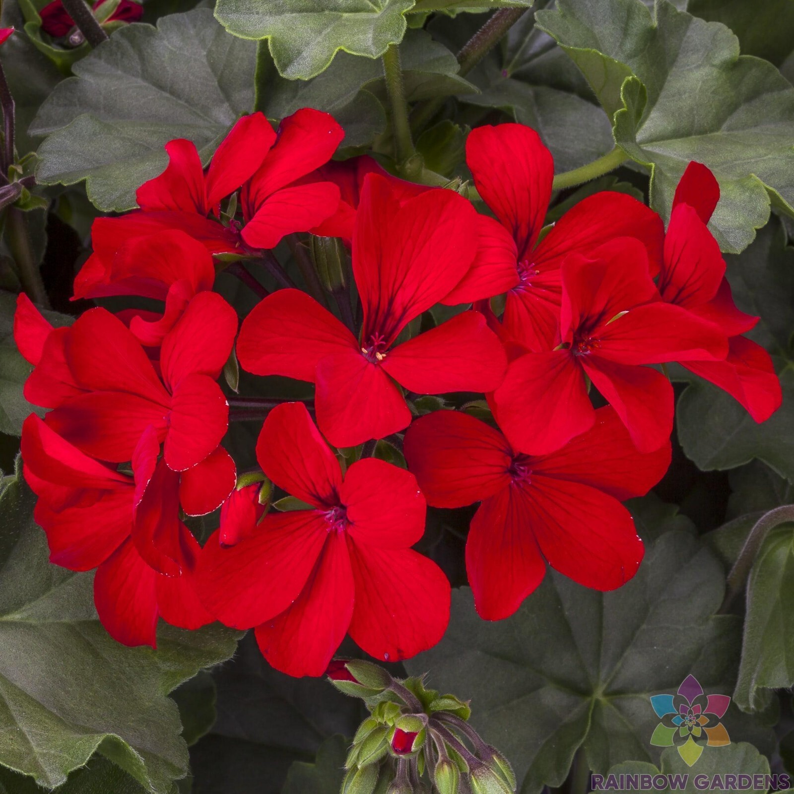25+ Caliente Deep Red Geranium Seeds for Garden Planting – USA – FREE SHIPPING!