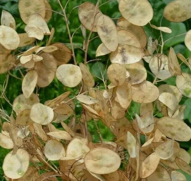 MONEY PLANT SEEDS 50+ Lunaria Biennis BIENNIAL flower GARDEN FREE SHIPPING