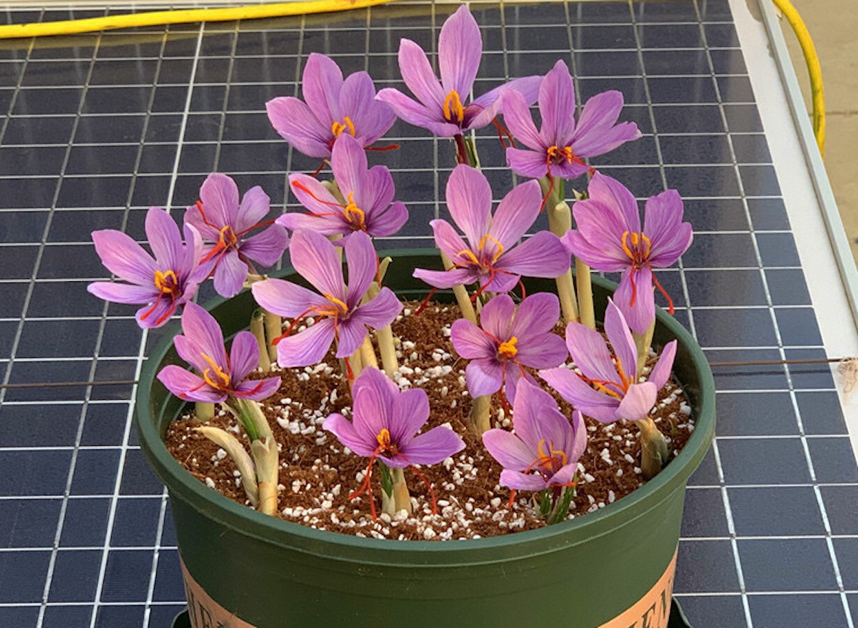 25pc CROCUS SAFFRON SEEDS Garden Plant Flower exotic USA seller FREE shipping