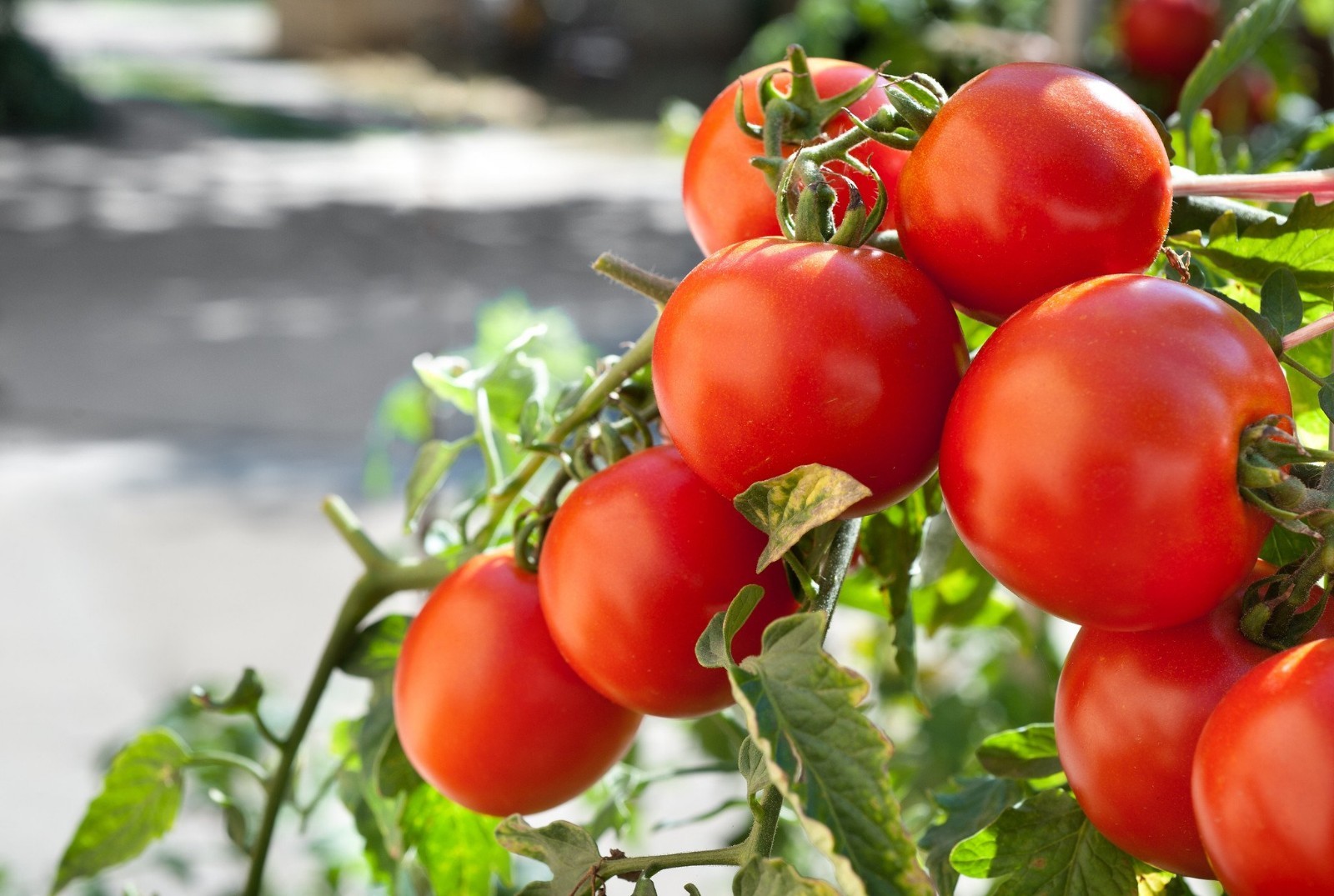 Marglobe Tomato Seeds, Heirloom, NON-GMO, Perfect Tomato, Salads, Variety Sizes