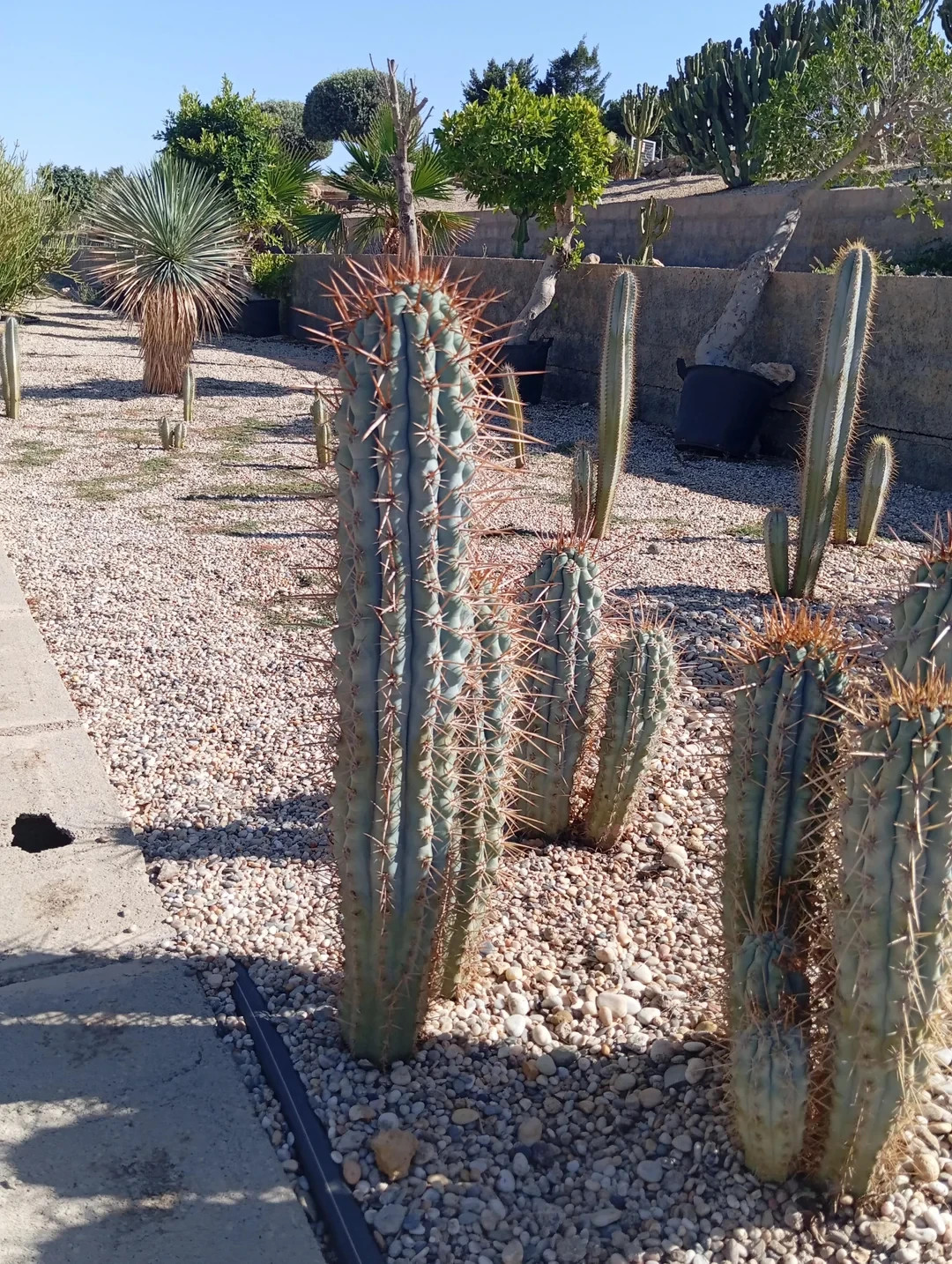 10 “BLUE CEREUS” CACTUS SEEDS (Browningia hertlingiana) RARE Tree Like Cacti