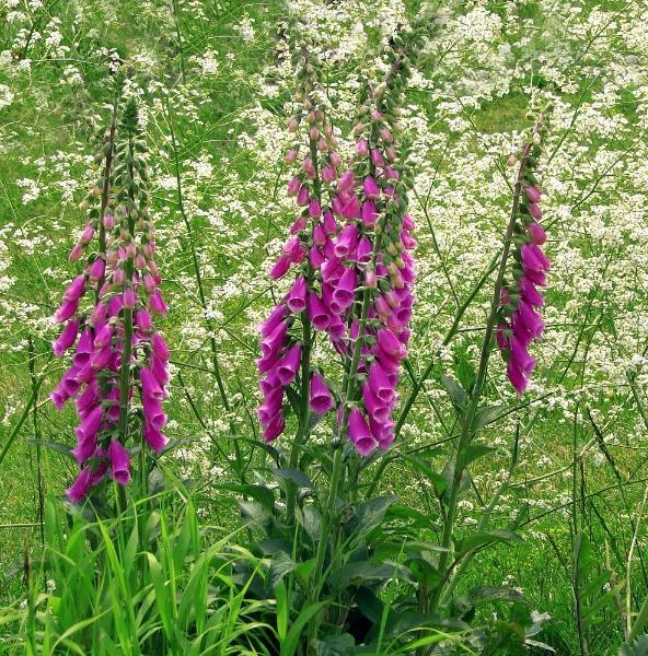 Digitalis purpurea | Purple Foxglove | 50 Seeds