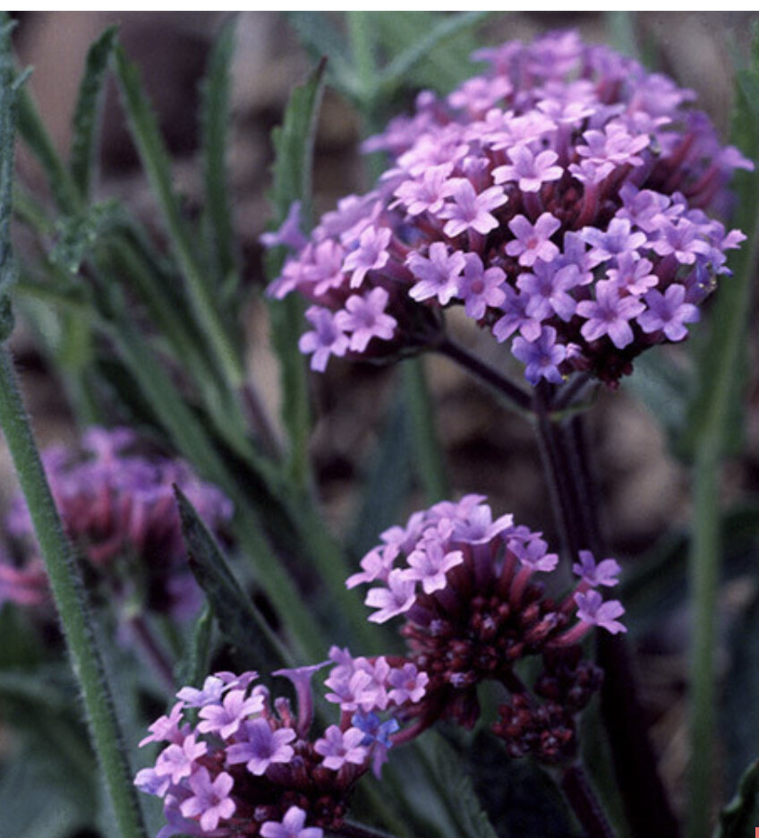 VERBENA bonariensis PURPLETOP VERVAIN Tender Perennial Purple Non-GMO 500 Seeds!