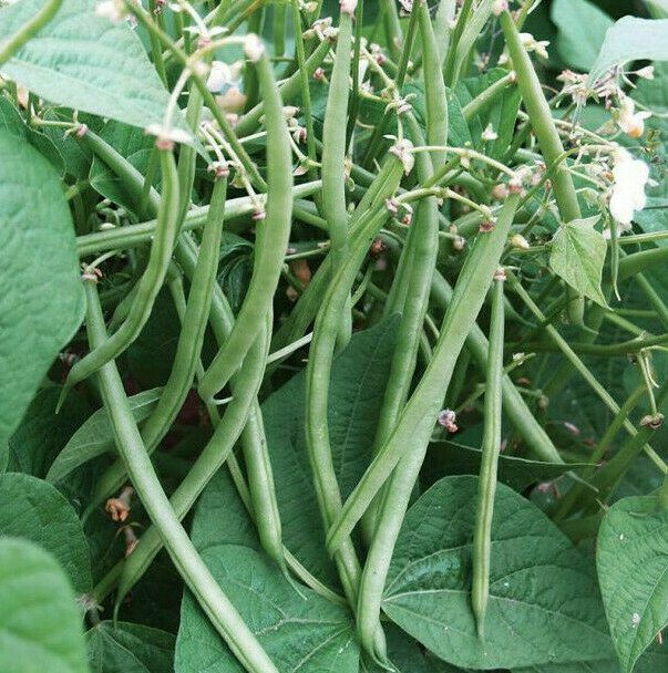 Top Crop Green Bean Seeds | Heirloom Stringless Tender Vegetable Seed Fresh 2024