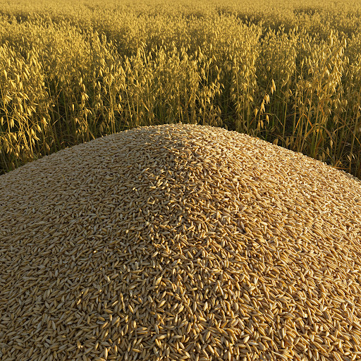 Oat Seeds for Planting Non-GMO Crop Seed Grains – Grown in USA – Free Shipping
