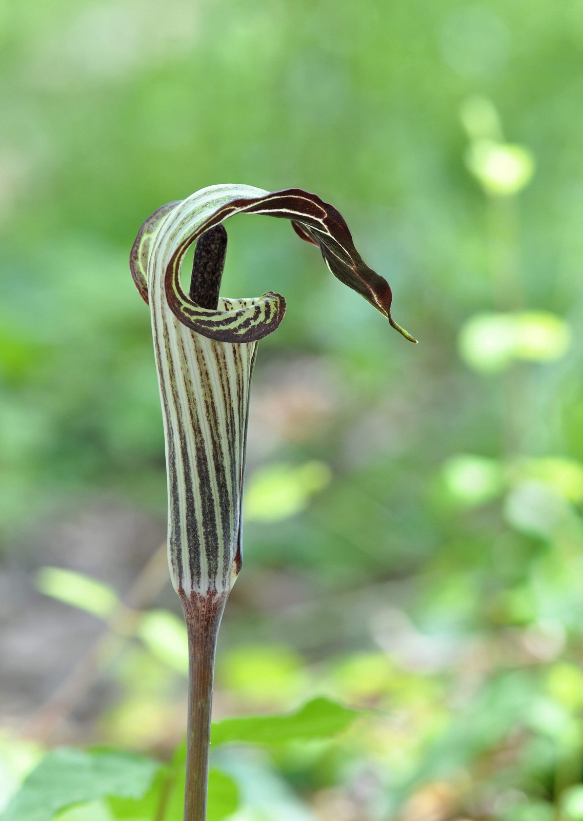 5 JACK IN THE PULPIT Arisaema Triphyllum Shade Flower Seeds *Flat S/H