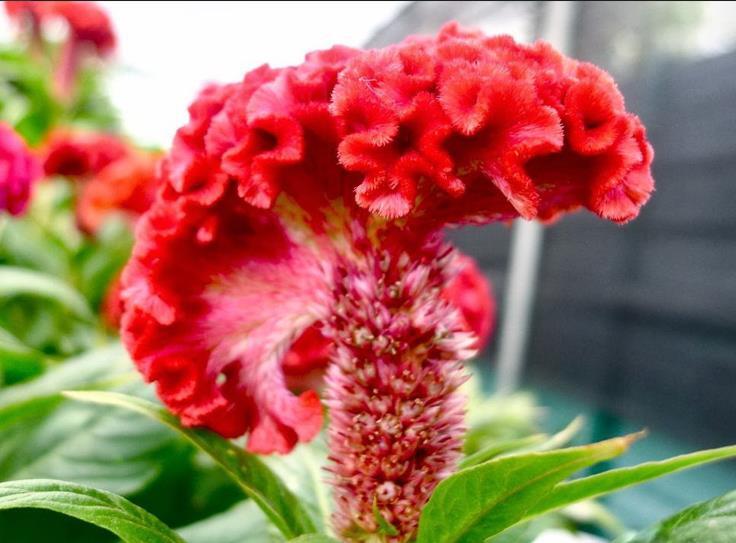 63+ CELOSIA Cristata SEED