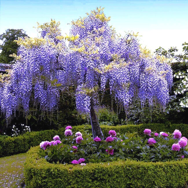 5 Chinese Blue Wisteria sinensis Tree Seeds Fast Climber Flower Vine Hardy Plant