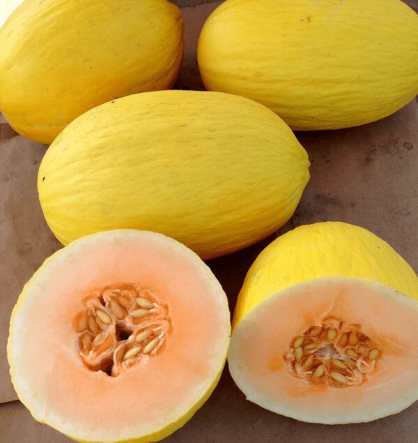 25 Quality Newly Harvested Fresh Sweet Crenshaw Premium Melon Seeds-A 21