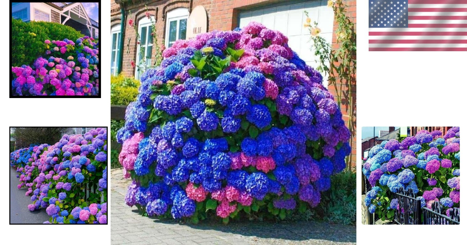 Stunning 35pcs Hydrangea Seeds in Blue, Pink & Purple – Easy & Colorful Blooming