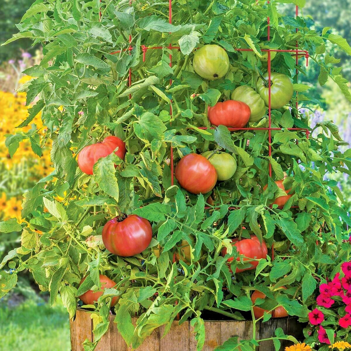 150+BEEFSTEAK TOMATO Seeds Organic Native Vegetable Summer Garden Container Easy