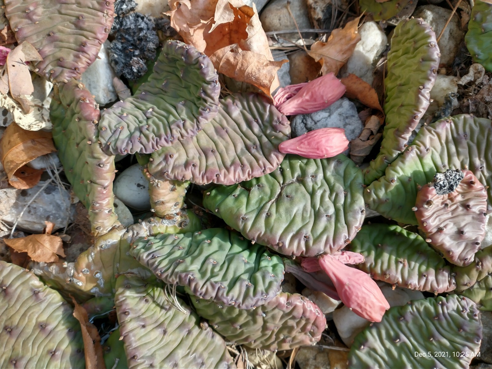 Cactus Prickly Pear Winter hardy 9 pads