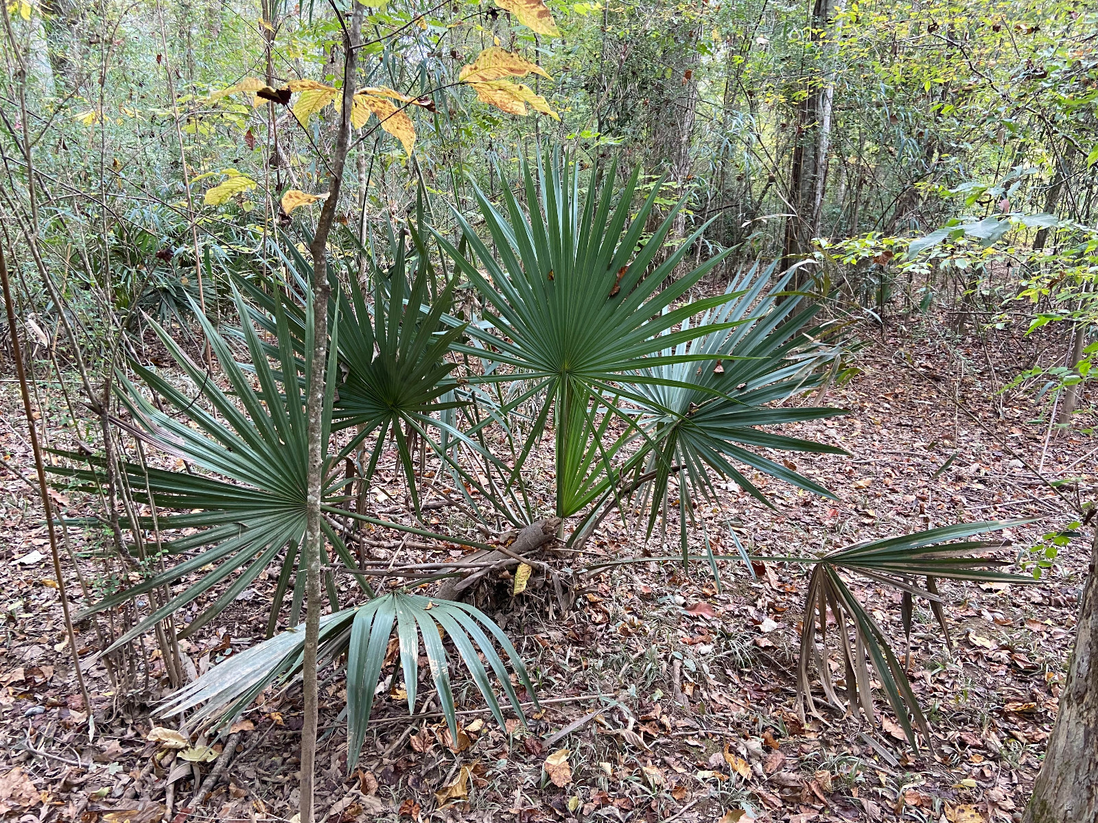 Sabal minor Seeds – Dwarf Palmetto