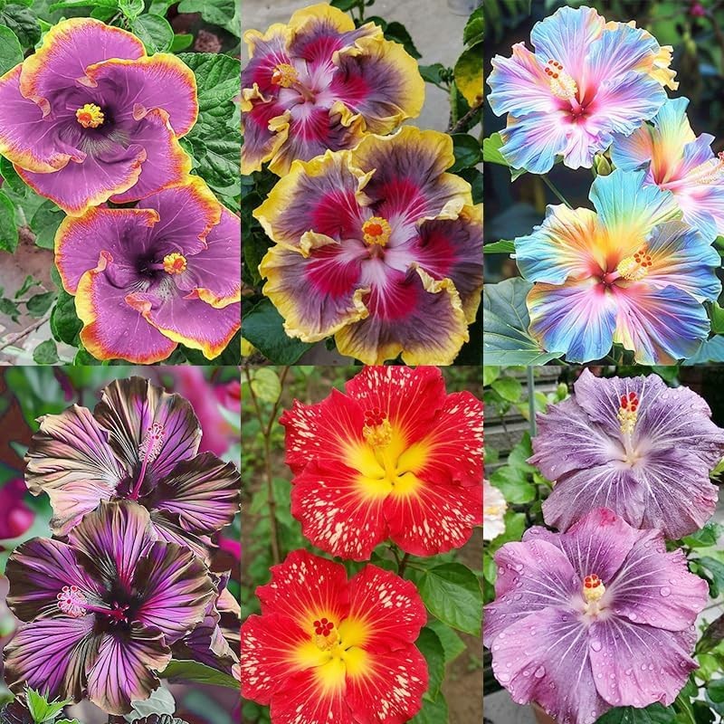 Exotic Hibiscus Flower Seeds, 30pcs, Striking Dark Tones, Drought-Tolerant, P…