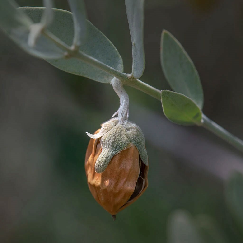 Simmondsia chinensis | Jojoba | Goat & Deer & Pig Nut | Wild Hazel | 5_Seeds