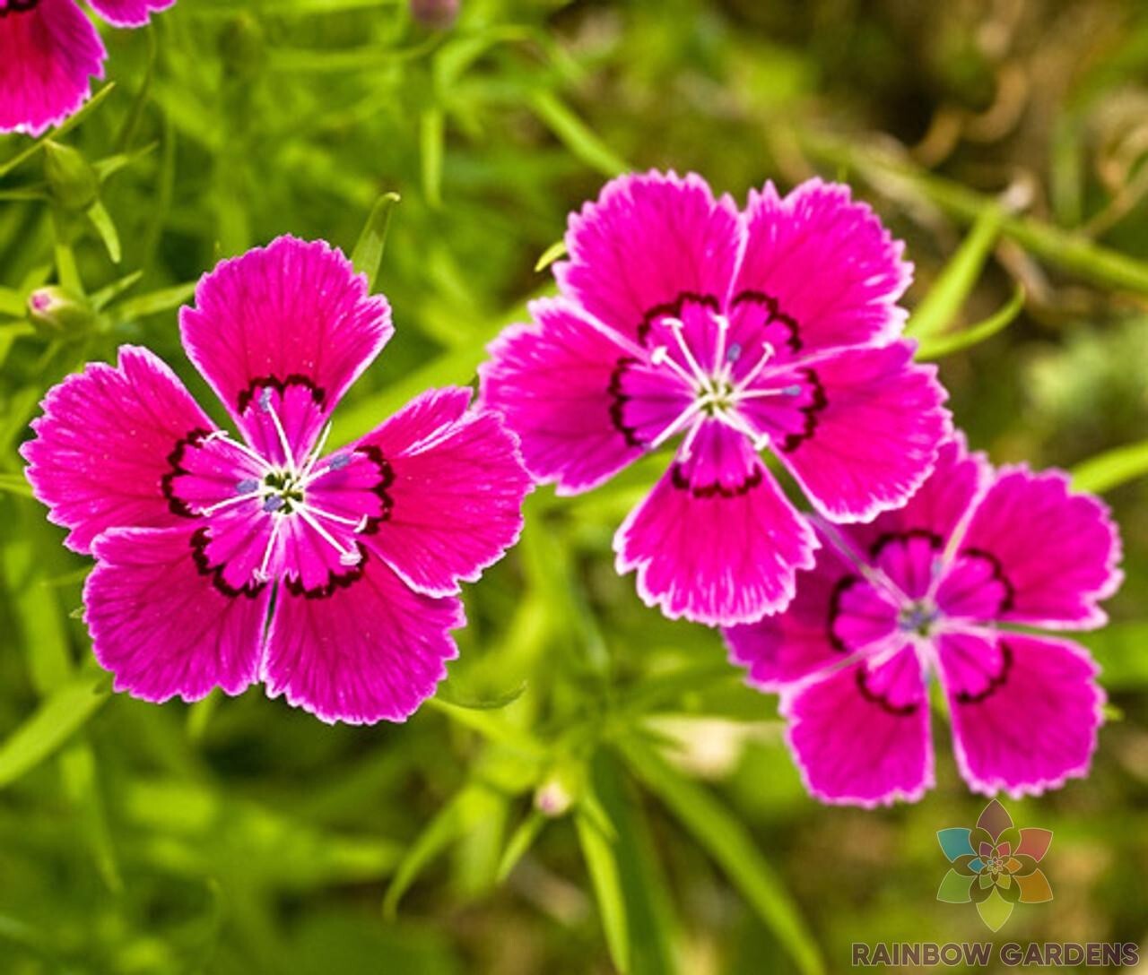 200+ Maiden Pink Carnation Seeds for Garden Planting – USA – FREE SHIPPING!