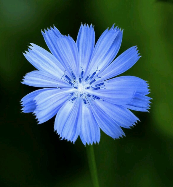 Wild Chicory Wildflower ~ 100 Organic seeds – Free shipping – US seller.