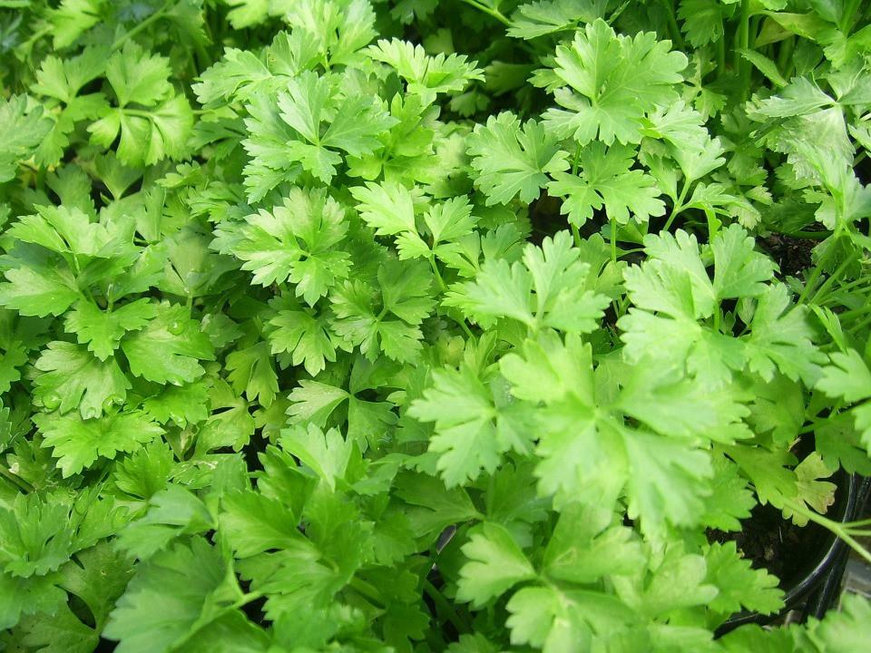 400 DARK GREEN ITALIAN PARSLEY SEEDS NON – GMO FRESH GARDEN HARVEST