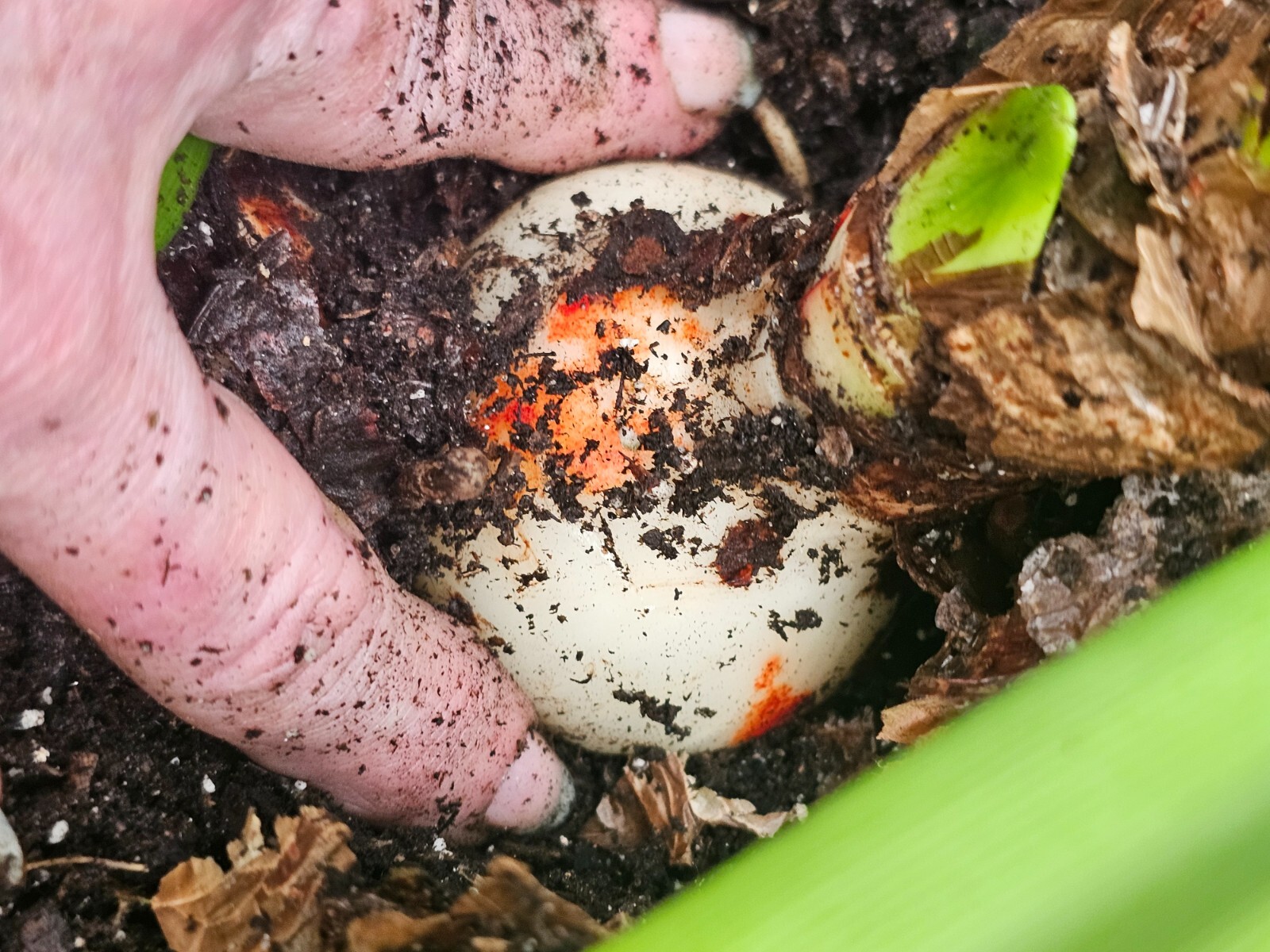 Amaryllis – Hippeastrum- Faro Classic seed grown bulb 2020 Fresh Dug Ups