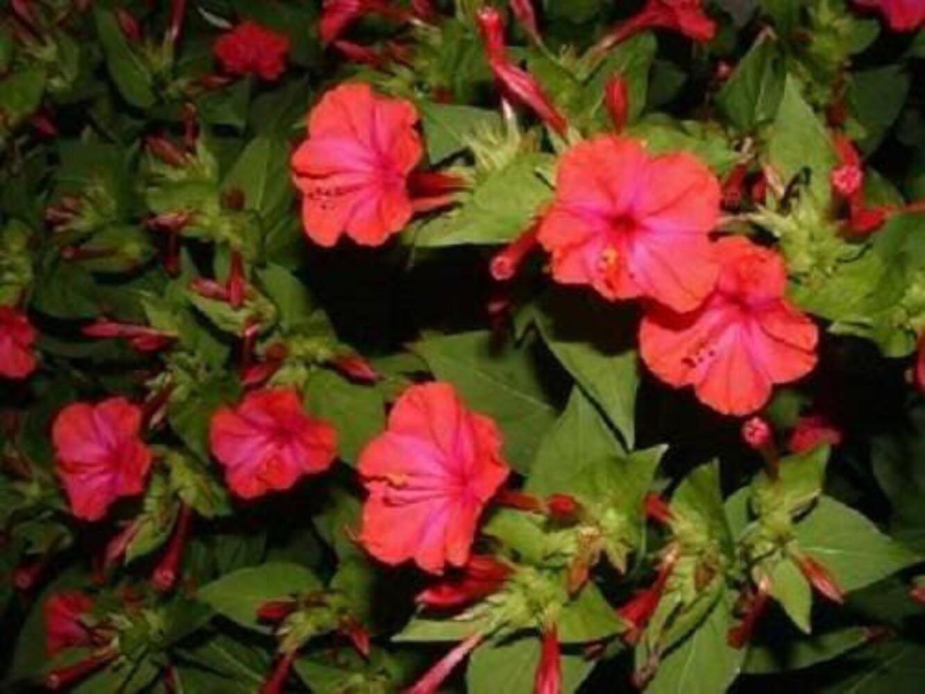 25 RED FOUR O’CLOCK Marvel of Peru Mirabilis Jalapa Flower Seeds