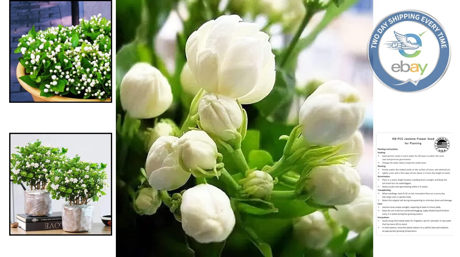 Evergreen Climbing Jasmine Flower Seeds – 100+ for All-Season Garden Elegance