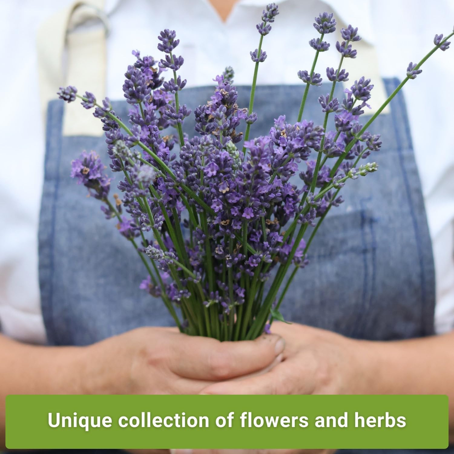 Insect & Pest Repellent Seed Collection 5 Packets Lavender Catnip Marigold