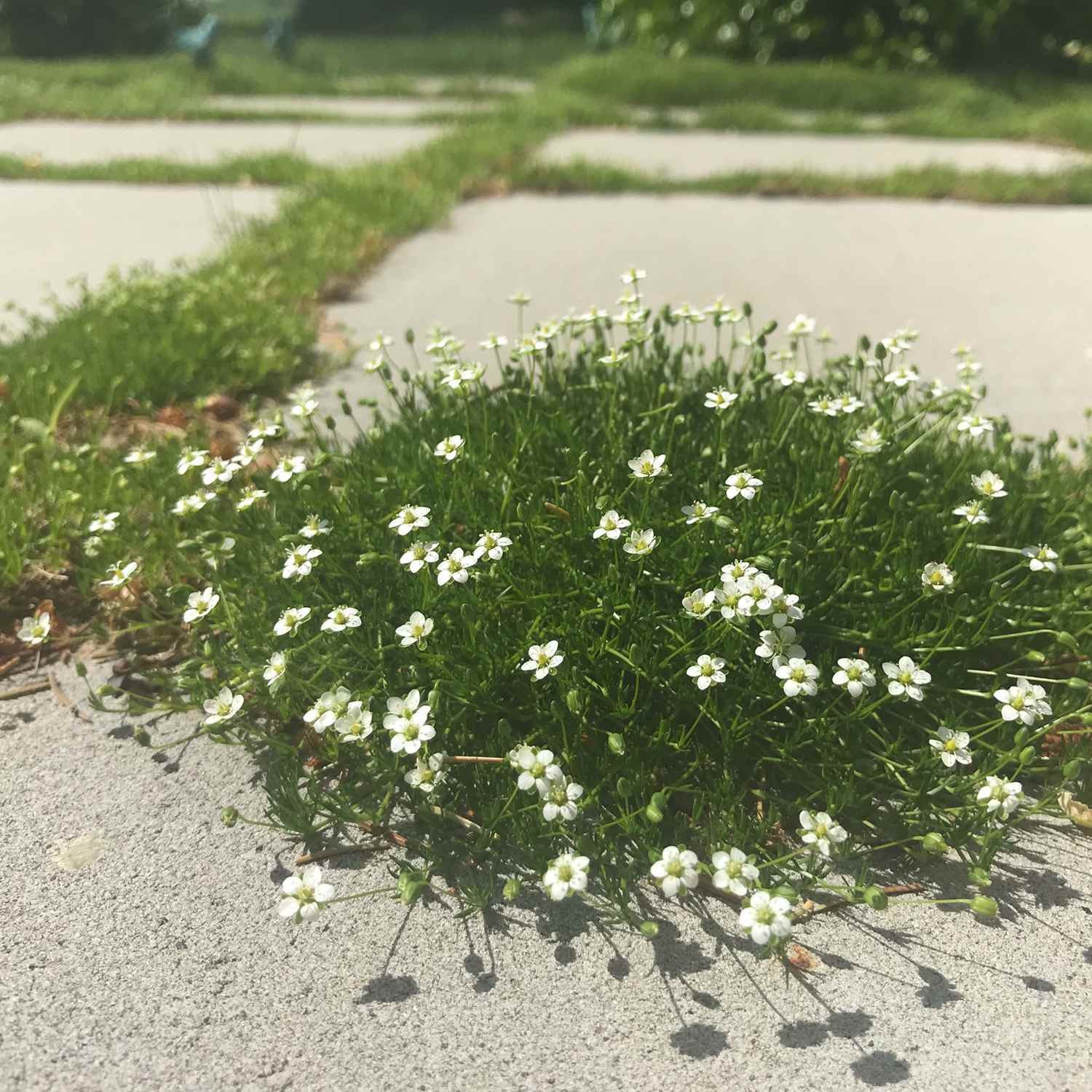 5000 Seeds Irish Moss Seeds For Planting Outdoors | Low Maintenance Ground